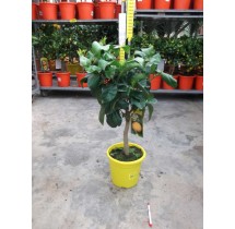 Pamplemoussier demi-tige – pot de 20 cm | AgriArtisan