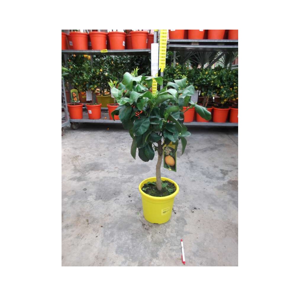 Pamplemoussier demi-tige – pot de 20 cm | AgriArtisan