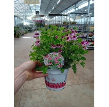Géranium odorant Mosquitaway – pot de 14 cm | AgriArtisan