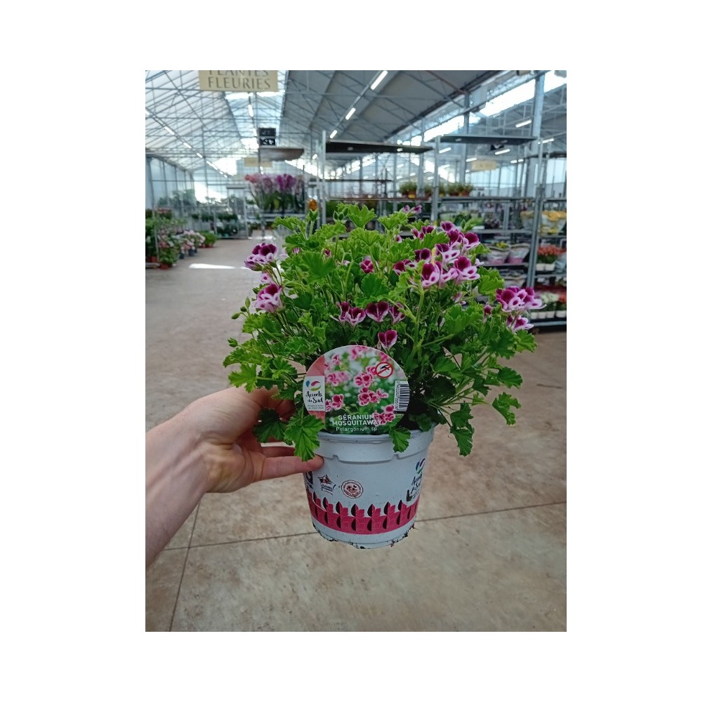 Géranium odorant Mosquitaway – pot de 14 cm | AgriArtisan