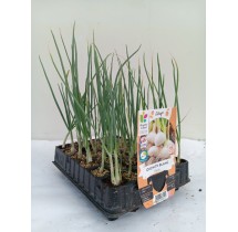 Oignon blanc – barquette B30 | AgriArtisan