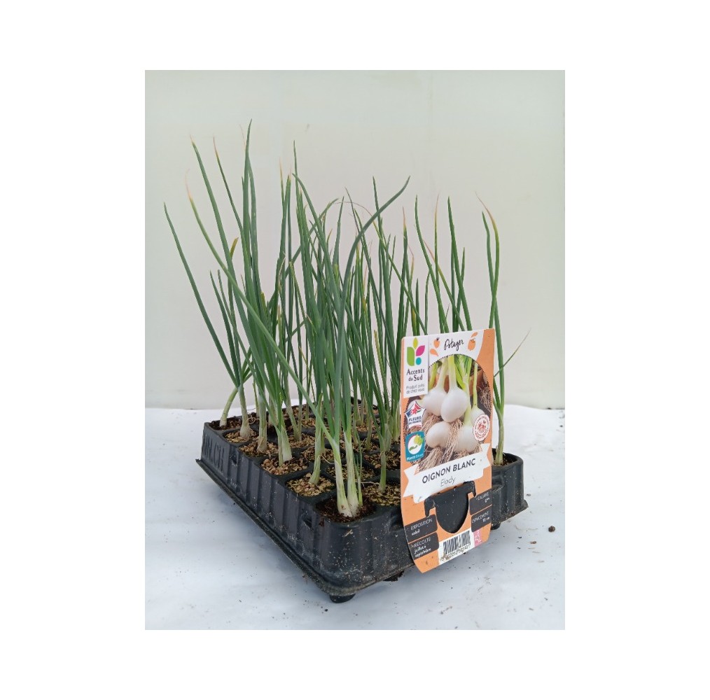 Oignon blanc – barquette B30 | AgriArtisan