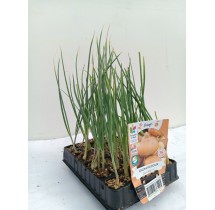 Oignon jaune doux de Lézignan – barquette B30 | AgriArtisan