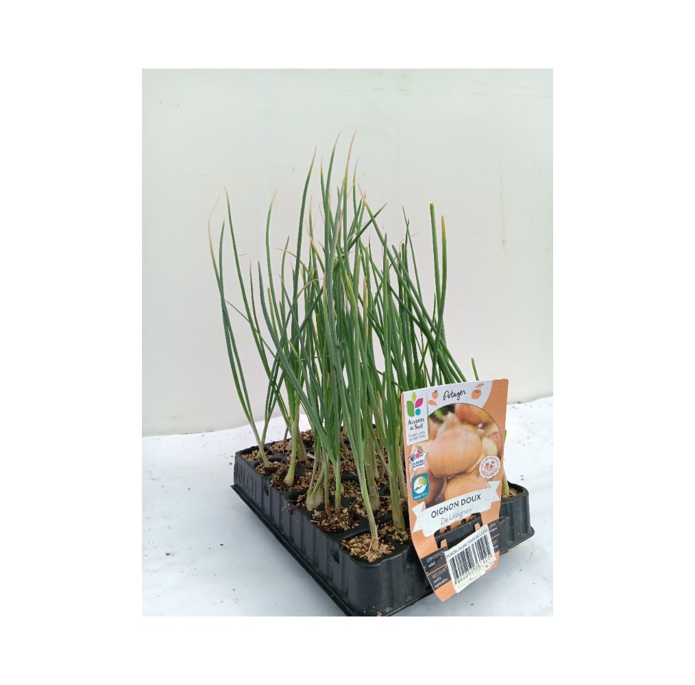 Oignon jaune doux de Lézignan – barquette B30 | AgriArtisan