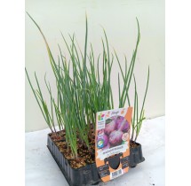 Oignon rouge de Toulouges – barquette B30 | AgriArtisan