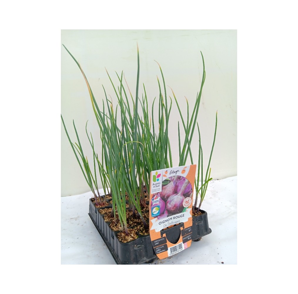 Oignon rouge de Toulouges – barquette B30 | AgriArtisan