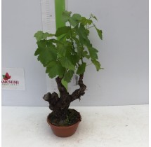 Vigne de table en cep – pot de 16 cm | AgriArtisan