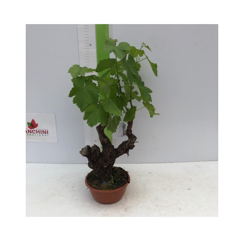 Vigne de table en cep – pot de 16 cm | AgriArtisan