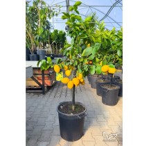 Citronnier Meyer sur tige – pot de 35 cm | AgriArtisan