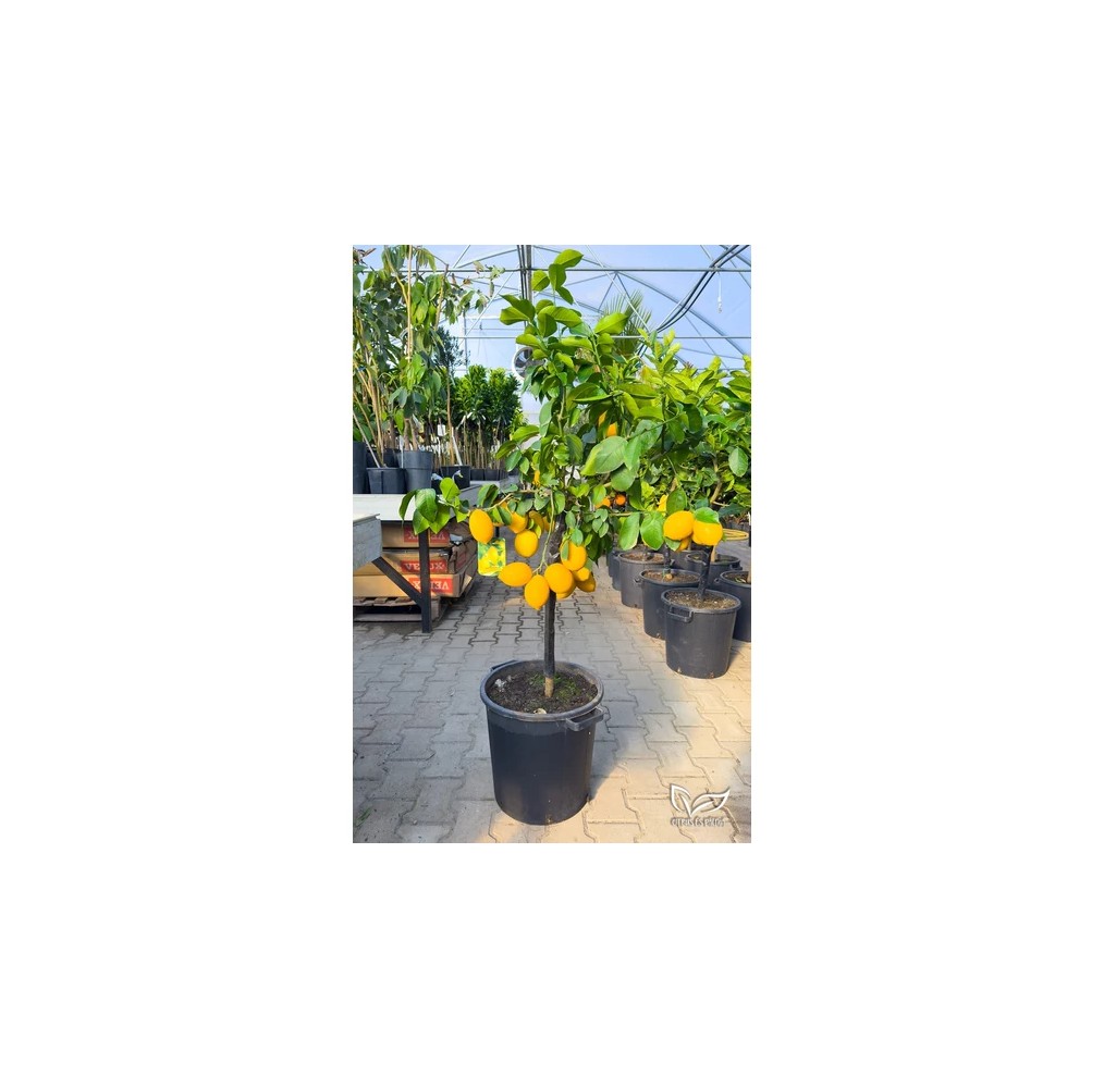 Citronnier Meyer sur tige – pot de 35 cm | AgriArtisan