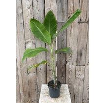 Bananier Musa Blue Java – pot de 22 cm | AgriArtisan