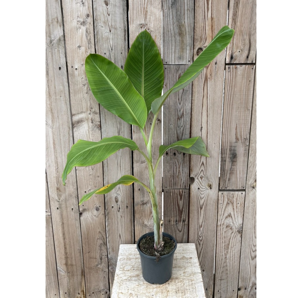 Bananier Musa Blue Java – pot de 22 cm | AgriArtisan