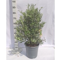 Olivier en touffe – pot de 10 L | AgriArtisan