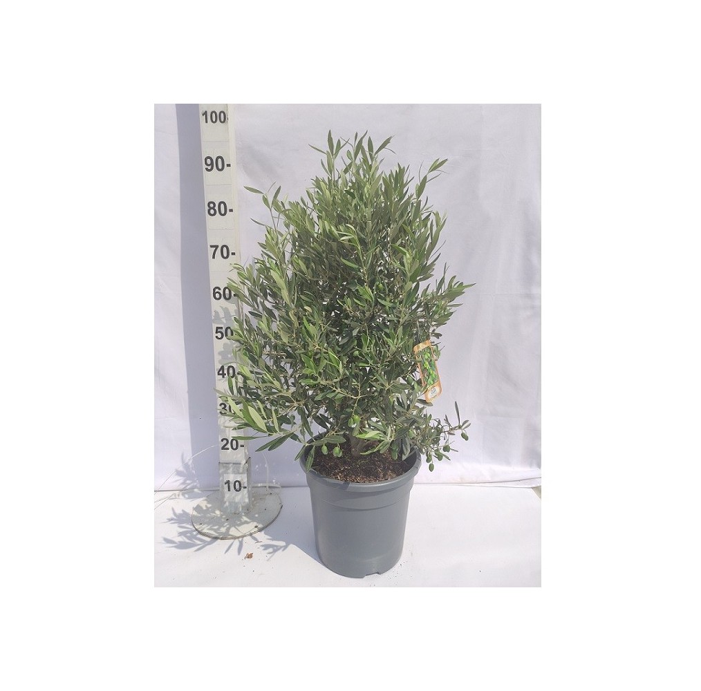 Olivier en touffe – pot de 10 L | AgriArtisan