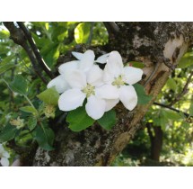 Pommier sur tige – pot de 19 cm | AgriArtisan