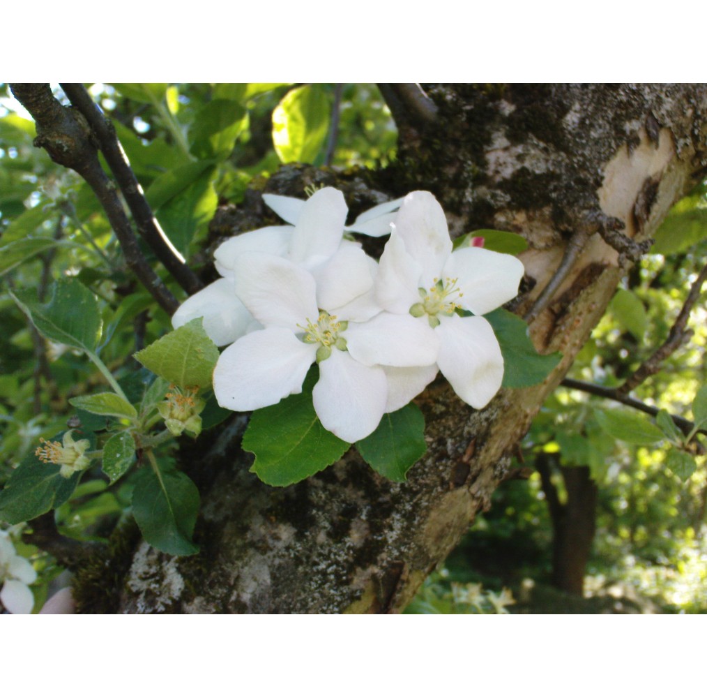 Pommier sur tige – pot de 19 cm | AgriArtisan