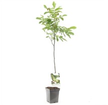 Noyer sur tige – pot de 19 cm | AgriArtisan