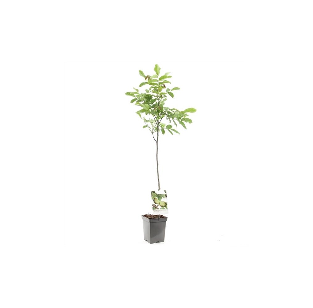 Noyer sur tige – pot de 19 cm | AgriArtisan