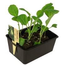 Chou cabus pointu – barquette B6 G8 | AgriArtisan