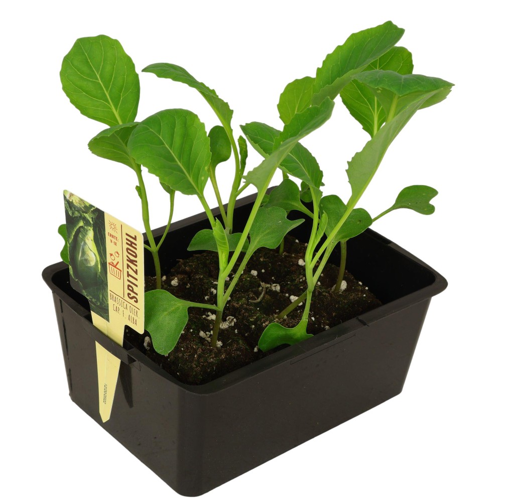 Chou cabus pointu – barquette B6 G8 | AgriArtisan