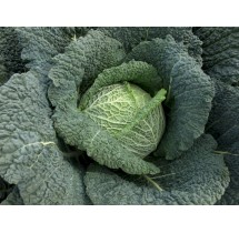 Chou de Milan Rigoletto – barquette B6 G8 | AgriArtisan