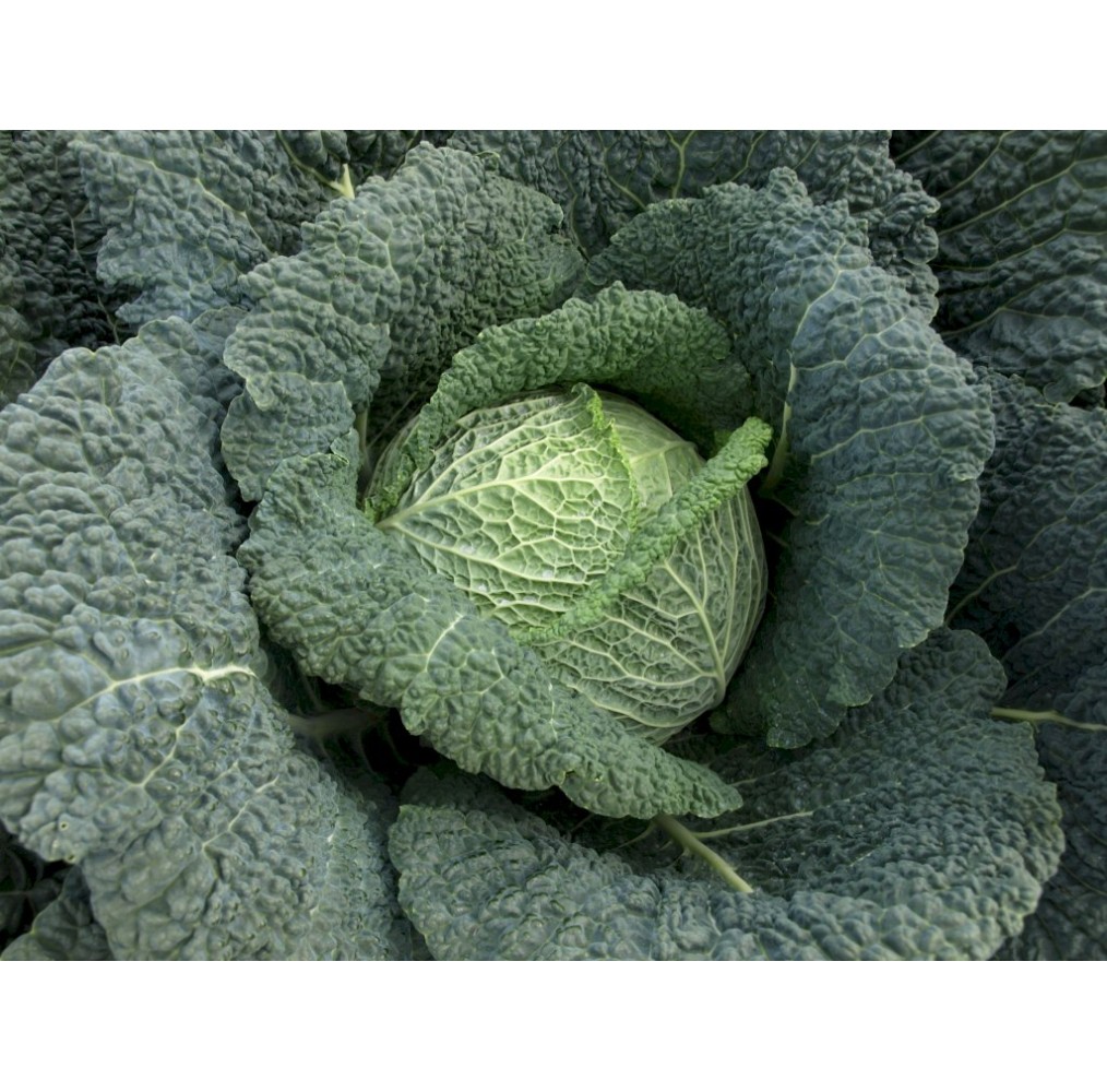 Chou de Milan Rigoletto – barquette B6 G8 | AgriArtisan