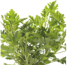 Géranium odorant citronnelle – pot de 14 cm | AgriArtisan