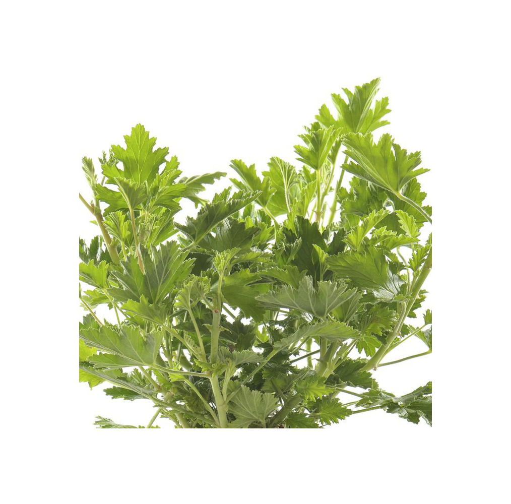 Géranium odorant citronnelle – pot de 14 cm | AgriArtisan