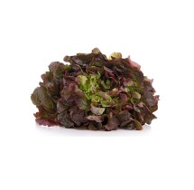 Laitue feuille de chêne rouge – barquette B12 | AgriArtisan