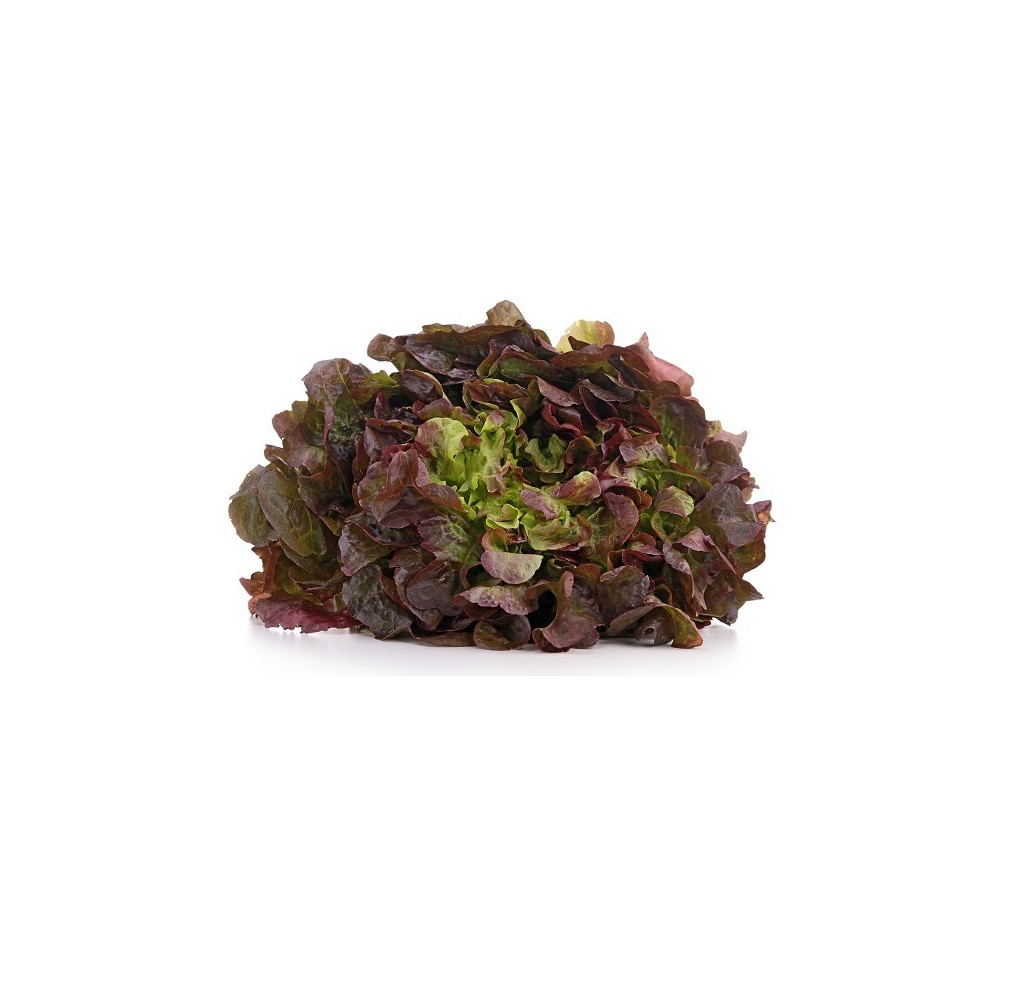 Laitue feuille de chêne rouge – barquette B12 | AgriArtisan