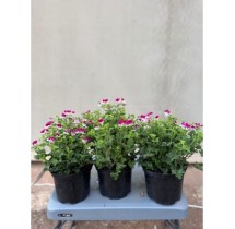 Géranium odorant Mosquitaway – pot de 17 cm | AgriArtisan
