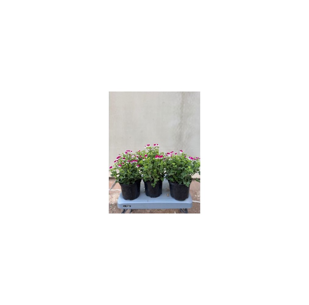 Géranium odorant Mosquitaway – pot de 17 cm | AgriArtisan