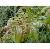 Grenadier sur tige – pot de 19 cm | AgriArtisan