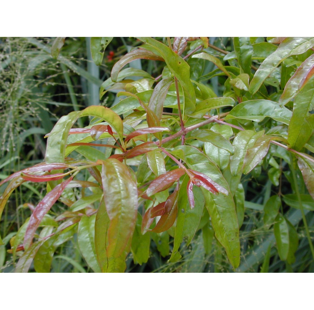 Grenadier sur tige – pot de 19 cm | AgriArtisan