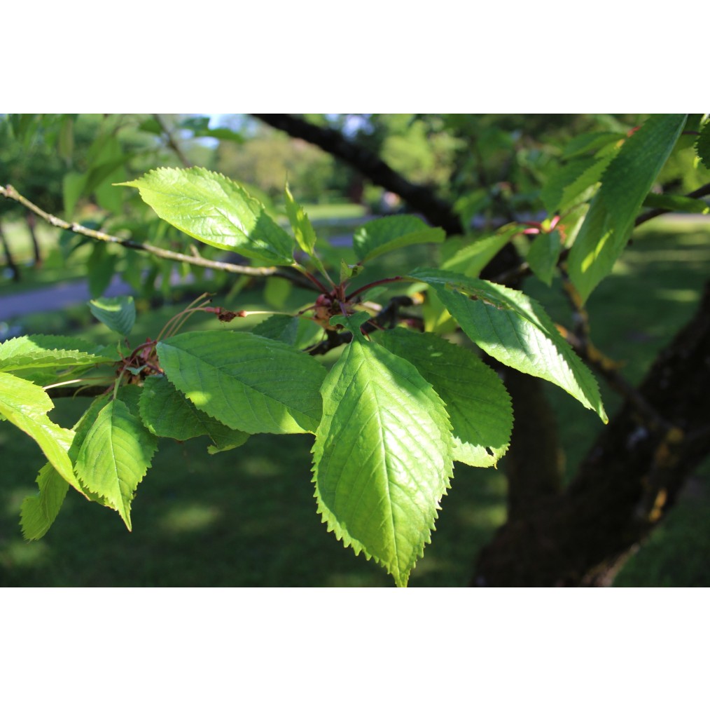 Cerisier sur tige – pot de 19 cm | AgriArtisan