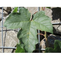 Figuier Ficus carica sur tige – pot de 19 cm | AgriArtisan