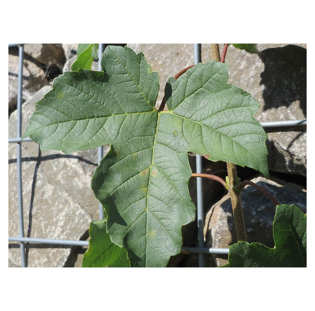 Figuier Ficus carica sur tige – pot de 19 cm | AgriArtisan