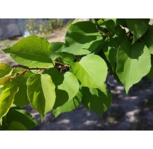 Abricotier sur tige – pot de 19 cm | AgriArtisan