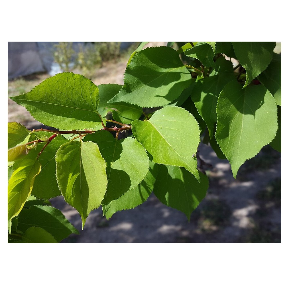 Abricotier sur tige – pot de 19 cm | AgriArtisan