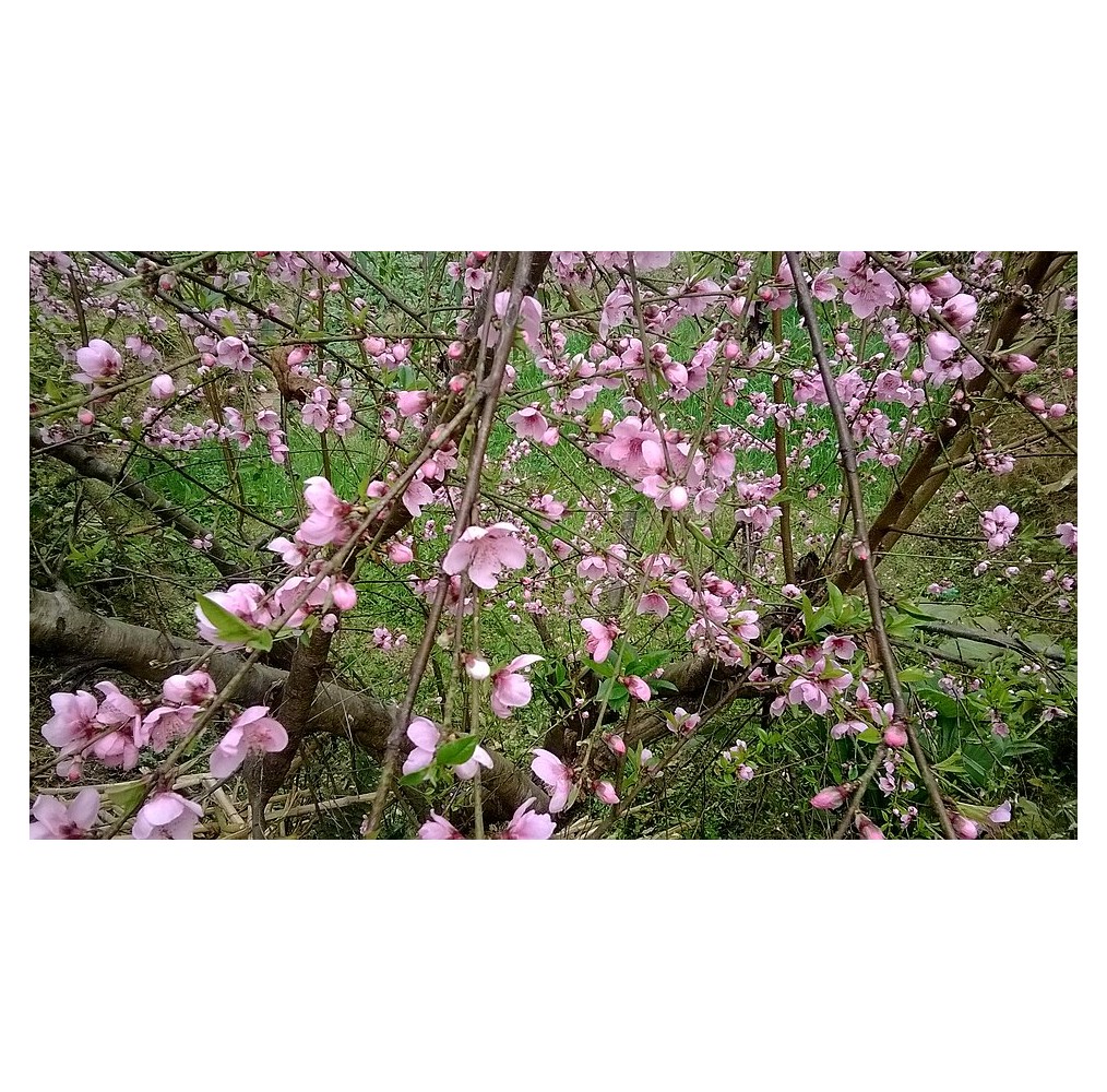 Pêcher sur tige – pot de 19 cm | AgriArtisan
