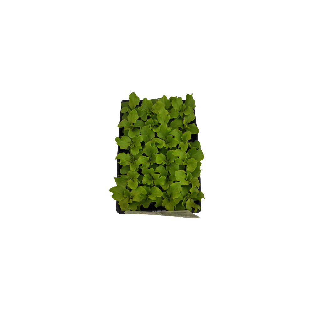 Laitue batavia Minestrone – barquette B12 | AgriArtisan