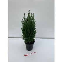 Cyprès de Lawson Ellwoodii en pot de 13 cm
