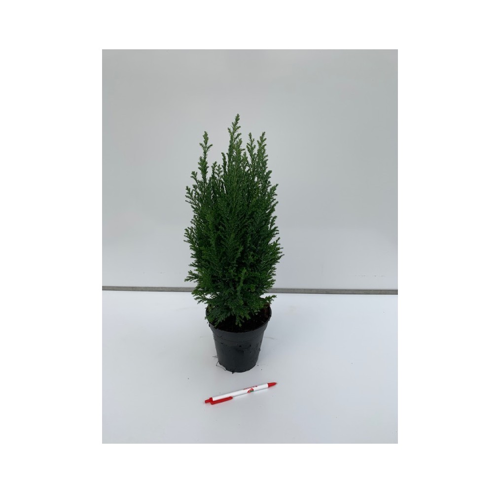 Cyprès de Lawson Ellwoodii en pot de 13 cm