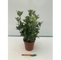 Fusain du Japon Kathy – pot de 13 cm
