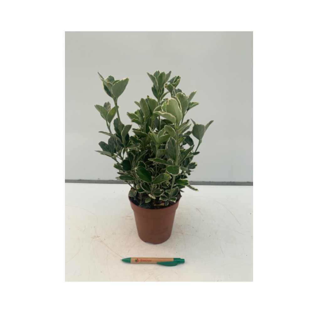 Fusain du Japon Kathy – pot de 13 cm