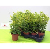 Fusain du Japon Aureus – pot de 13 cm – vendu à l’unité