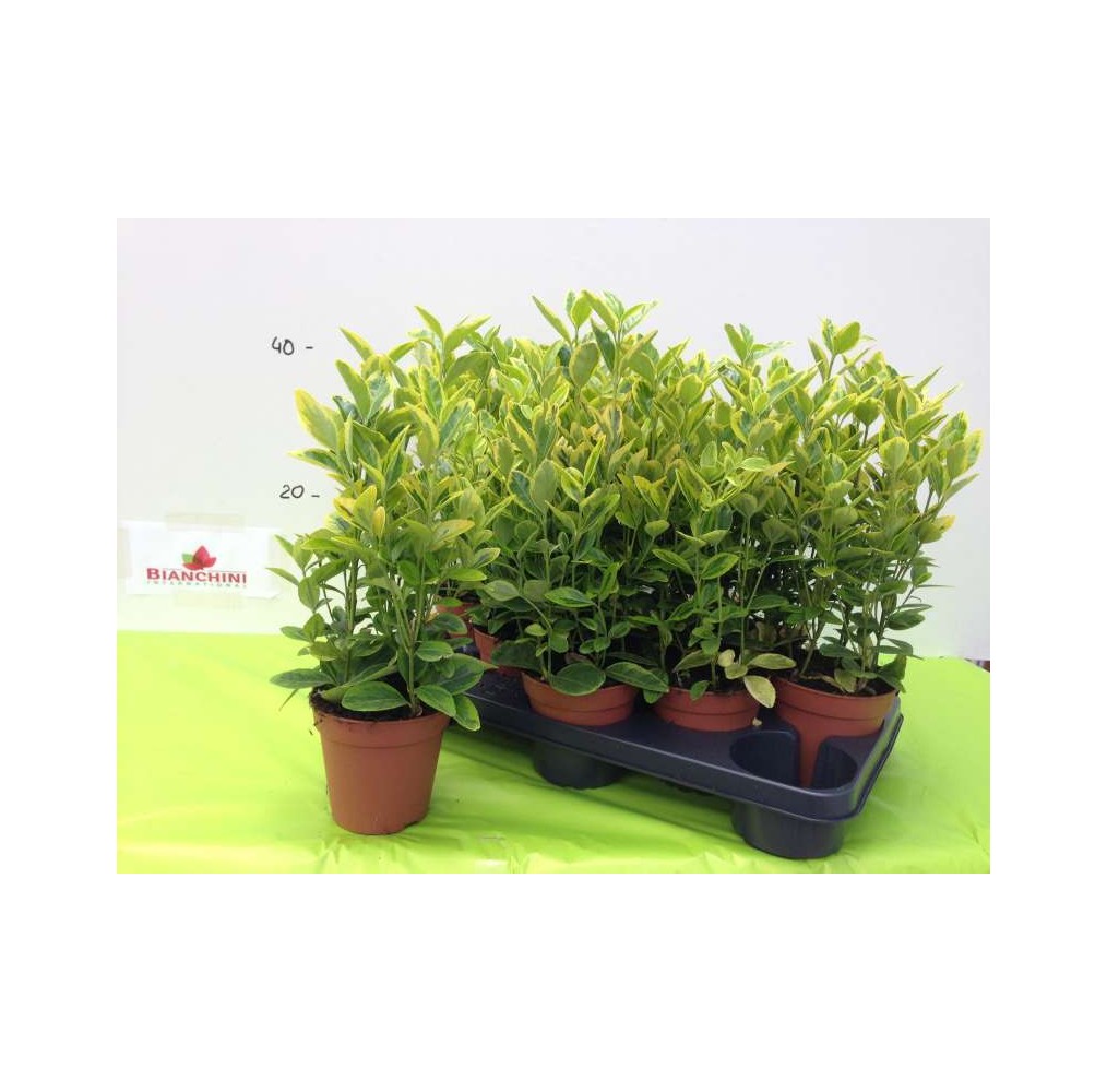 Fusain du Japon Aureus – pot de 13 cm – vendu à l’unité