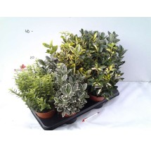 Fusain du Japon Mix – pot de 13 cm – vendu à l’unité