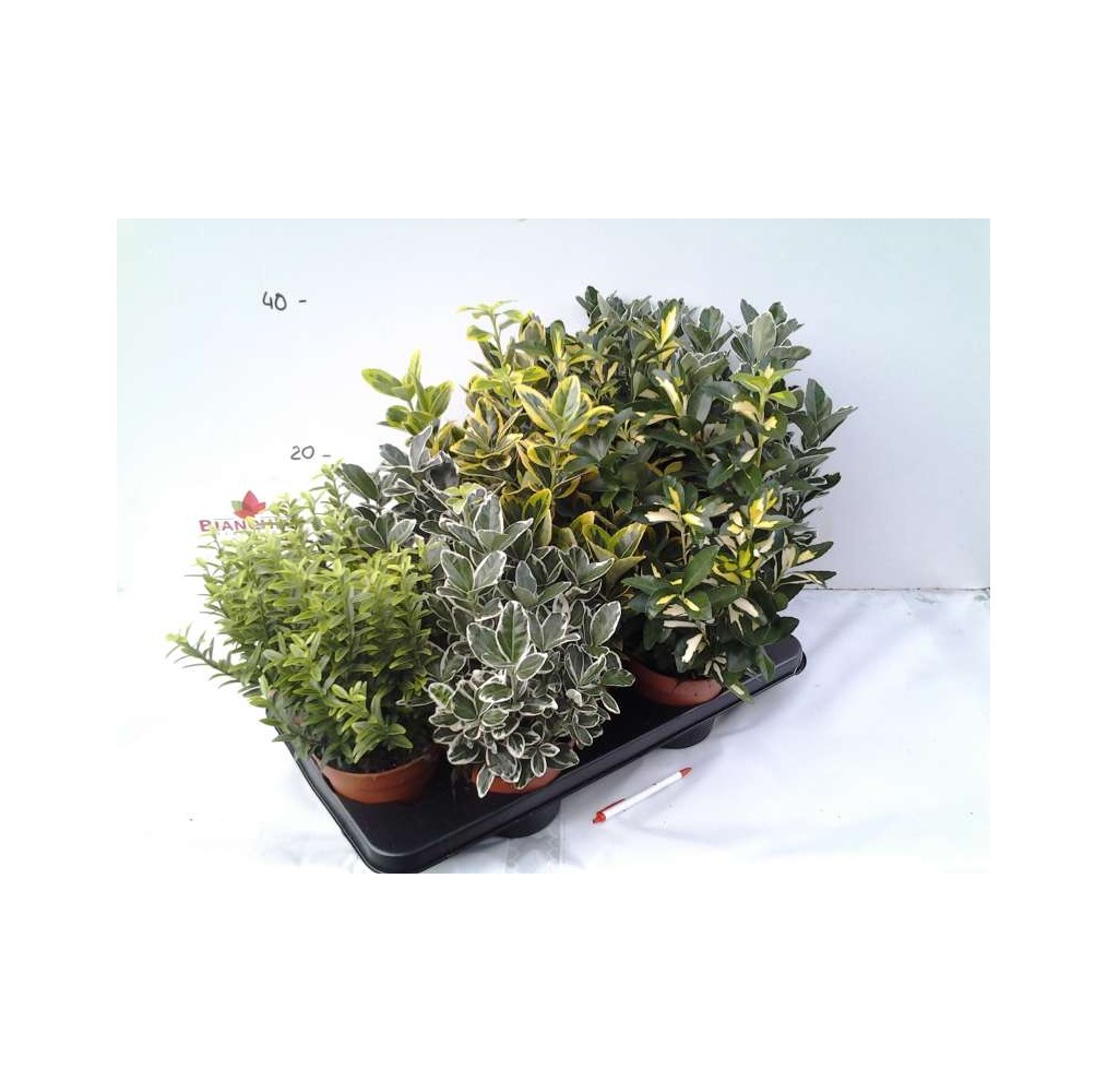 Fusain du Japon Mix – pot de 13 cm – vendu à l’unité