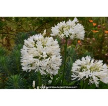 Agapanthe blanche Albus | AgriArtisan